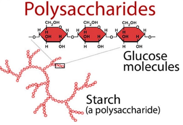 Polysaccharide là gì? Công dụng của Polysaccharide đối với sức khỏe tốt như thế nào?