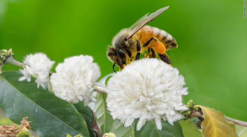 Khám phá những công dụng của mật ong hoa cà phê