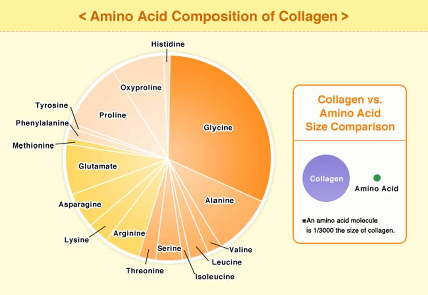 Collagen được cấu tạo từ các loại axit amin