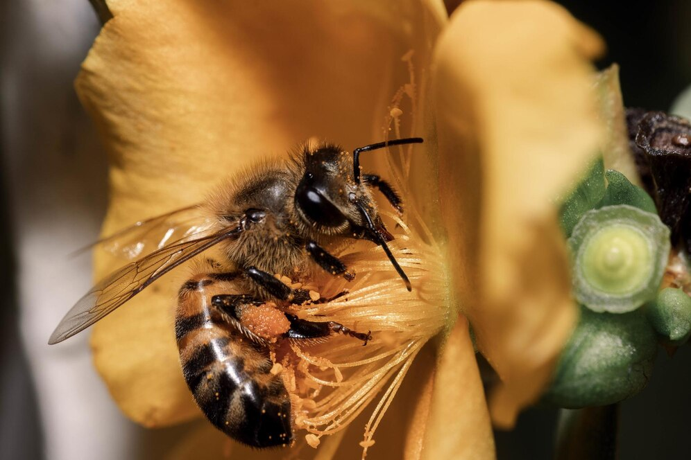 Công dụng của mật ong rừng