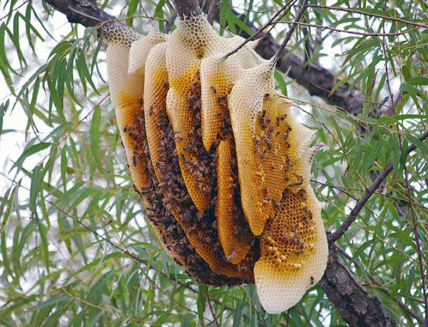 Mật ong rừng khác với mật ong nuôi thế nào?