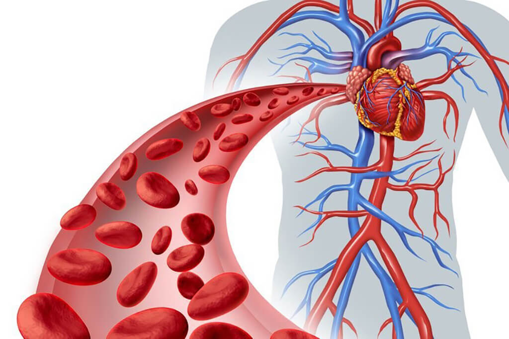 hector sâm tăng cường lưu thông máu và điều hòa huyết áp