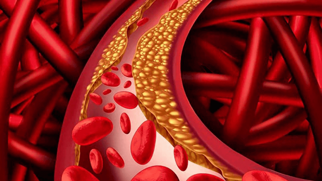 đông trùng hạ thảo làm ổn định cholesterol trong máu