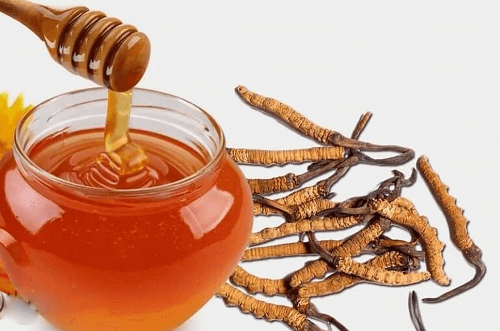 tác dụng của đông trùng hạ thảo ngâm mật ong