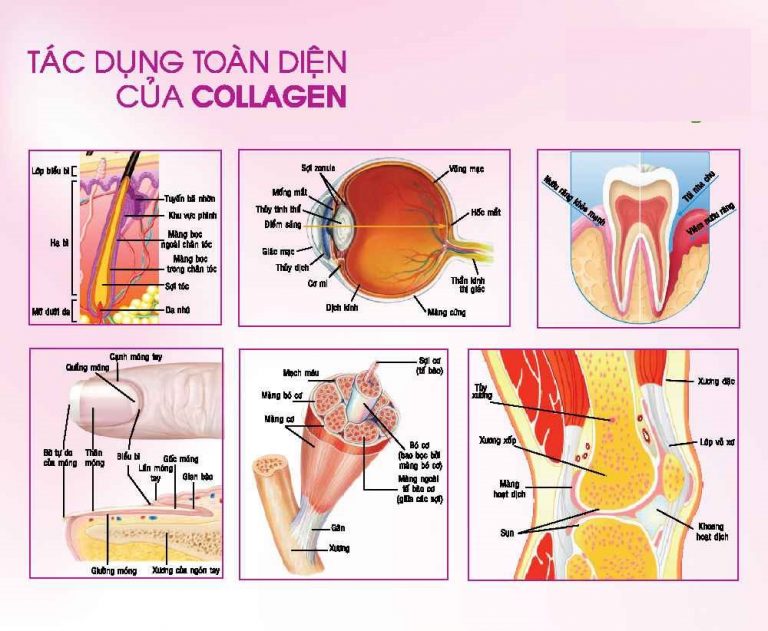 tác dụng của collagen