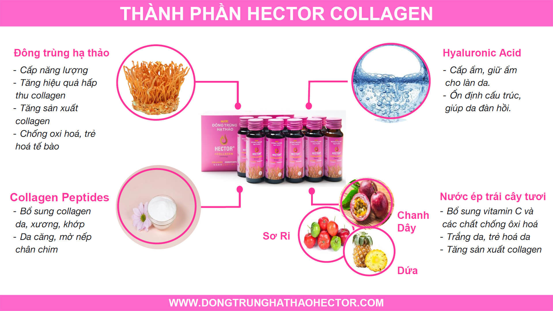 thành phần hector collagen